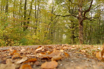 forest in autumn