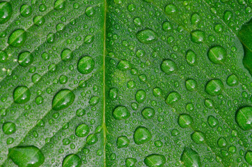 water drops on a green leaf in morning time,select focus.