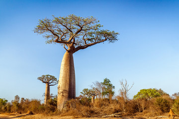 Baobab trees