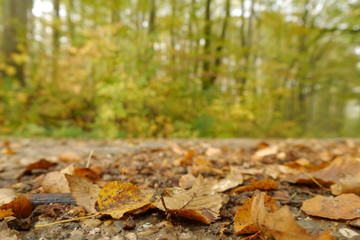 forest in autumn