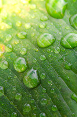 water drops on a green leaf in morning time,select focus.