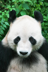 Obraz premium chinese panda in Beijing zoo two