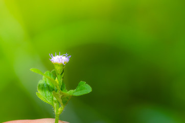 Human keep fresh green leaves in the garden.