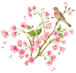 Flowering cherry tree and singing bird.Perfect for greeting. Isolated on white background