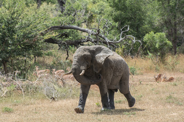 African elephant (Loxodonta africana) running in the Sabi Sands, Greater Kruger, South Africa