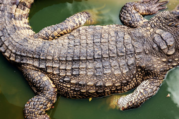 Crocodile of back on water.
