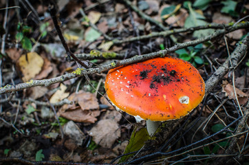 Natural mushroom amanita in the forest. Red Amanita muscaria in an autumn forest
