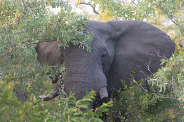 African elephant (Loxodonta africana) in the bush, Sabi Sands, Greater Kruger, South Africa