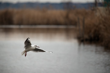 The seagull into the swamp
