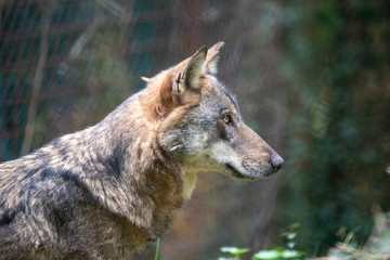 colse-up of Italian wolf (Canis lupus italicus), also known as the Apennine wolf