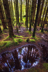 The pine scottish forest with reflections