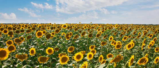 Obraz premium Sunflowers field - Helianthus annuus