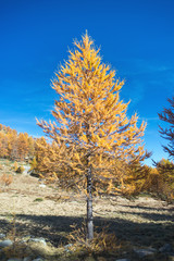 The larix tree in the Alps