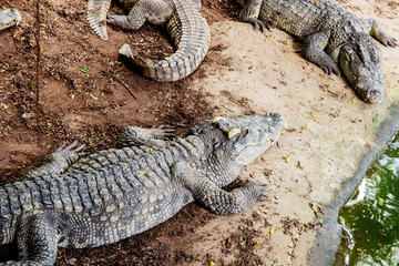 Crocodile on ground in farm.