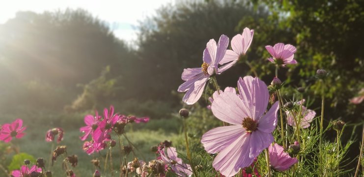 Tau Blumen im Herbst, Lila.