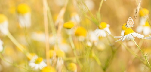 Kleiner Sonnenröschenbläuling (Aricia agestis), saugt Nektar auf Margerite (Leucanthemum), Parc...