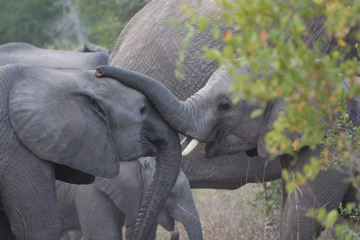 Family group of African elephant (Loxodonta africana) in bush in the Timbavati, Greater Kruger, South Africa