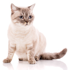 Fototapeta na wymiar British straight bicolor stripes cat isolated on white