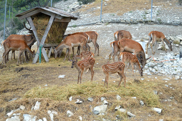 herd of deer in zoo