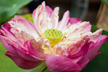 Pink lotus