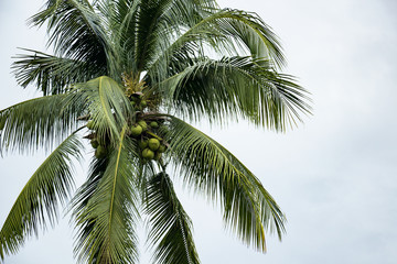 Fototapeta na wymiar Coconut tree, white background