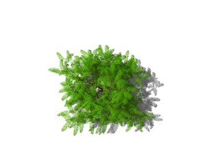 Albizia tree. Isolated on white background. Top view.