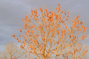 Ash in late autumn. Botanical name: Fraxinus mandshurica. Background dark autumn sky. Close up.