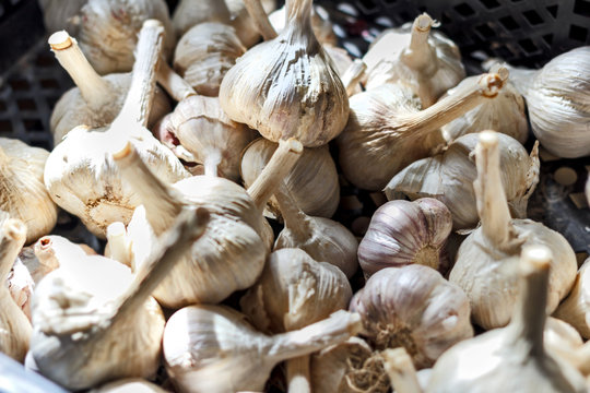 Harvest heads of garlic