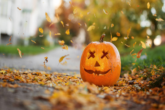 Halloween carved pumpkin in autumn leaves nature background.