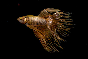  FIGHTING FISH