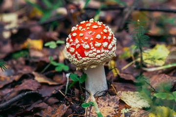 red mushroom fly agaric poisonous and dangerous in the autumn forest