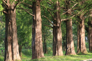 滋賀マキノのメタセコイヤ並木