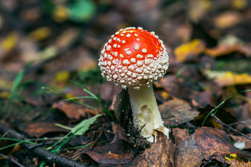 Poisonous dangerous and inedible mushroom fly agaric in the forest