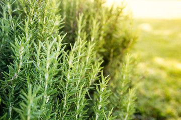 Fresh Rosemary Herb grow outdoor. Rosemary herb garden