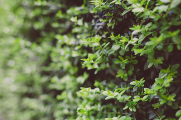 Fototapeta na wymiar Green Leaves background. Green leaf pattern background, Natural background