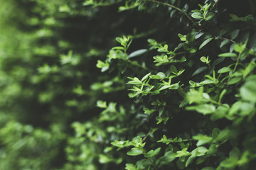Green Leaves background. Green leaf pattern background, Natural background