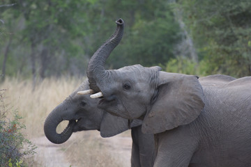 Two young African elephants (Loxodonta africana) greet each other in the Sabi Sands, Greater Kruger, South Africa