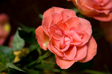Rose, lachs, lachsfarbend, grün, Blume, rosa, 