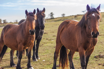 Fototapeta premium Dzikie konie w górach