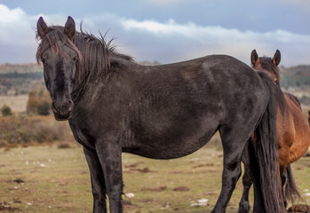 Fototapeta na wymiar Black wild horse and a brown pregnant mare