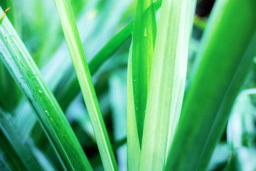 Leaves of plant in forest.