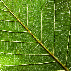 Beautiful natural pattern of green leaf with veins. Creative background for your ideas. Macro photo. Top view