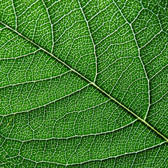 Obraz premium Macro photo of dark green leaf. Natural pattern of leaf vein as a background for your ideas. Top view