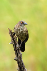 The arrow-marked babbler (Turdoides jardineii) sitting on the branch with green background. Passerine with green background.