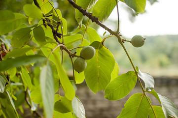 Fototapeta premium Walnut fruit on the tree. Background green leaves