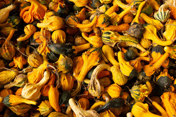Fall Pumpkins and squash for sale at a farmers market in Raleigh North Carolina
