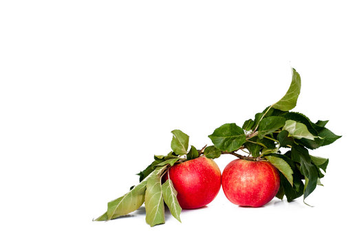Ripe red apple with apple leafs isolated on white background. Twig with leaves. Space for your text.