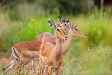 The impala (Aepyceros melampus) a herd of females in the morning light.Antelope female portrait
