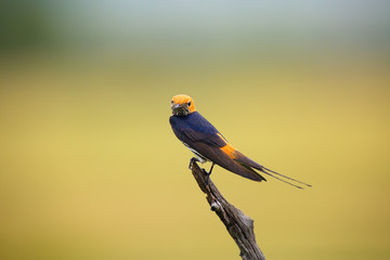 The lesser striped swallow (Cecropis abyssinica) sitting on the branch. Swallow with green...