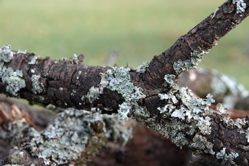 Ast